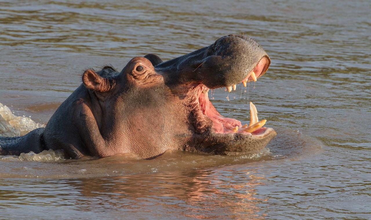 Ximongwe River Camp - Crocodile Cottage Balule Game Reserve Eksteriør bilde